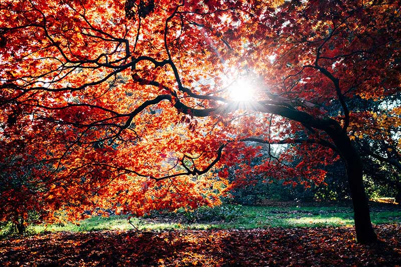 arbre en saison d'automne acupuncture Lille